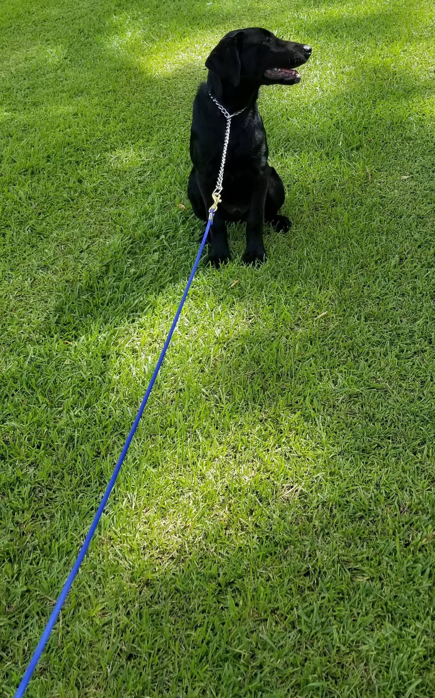 Training lead
