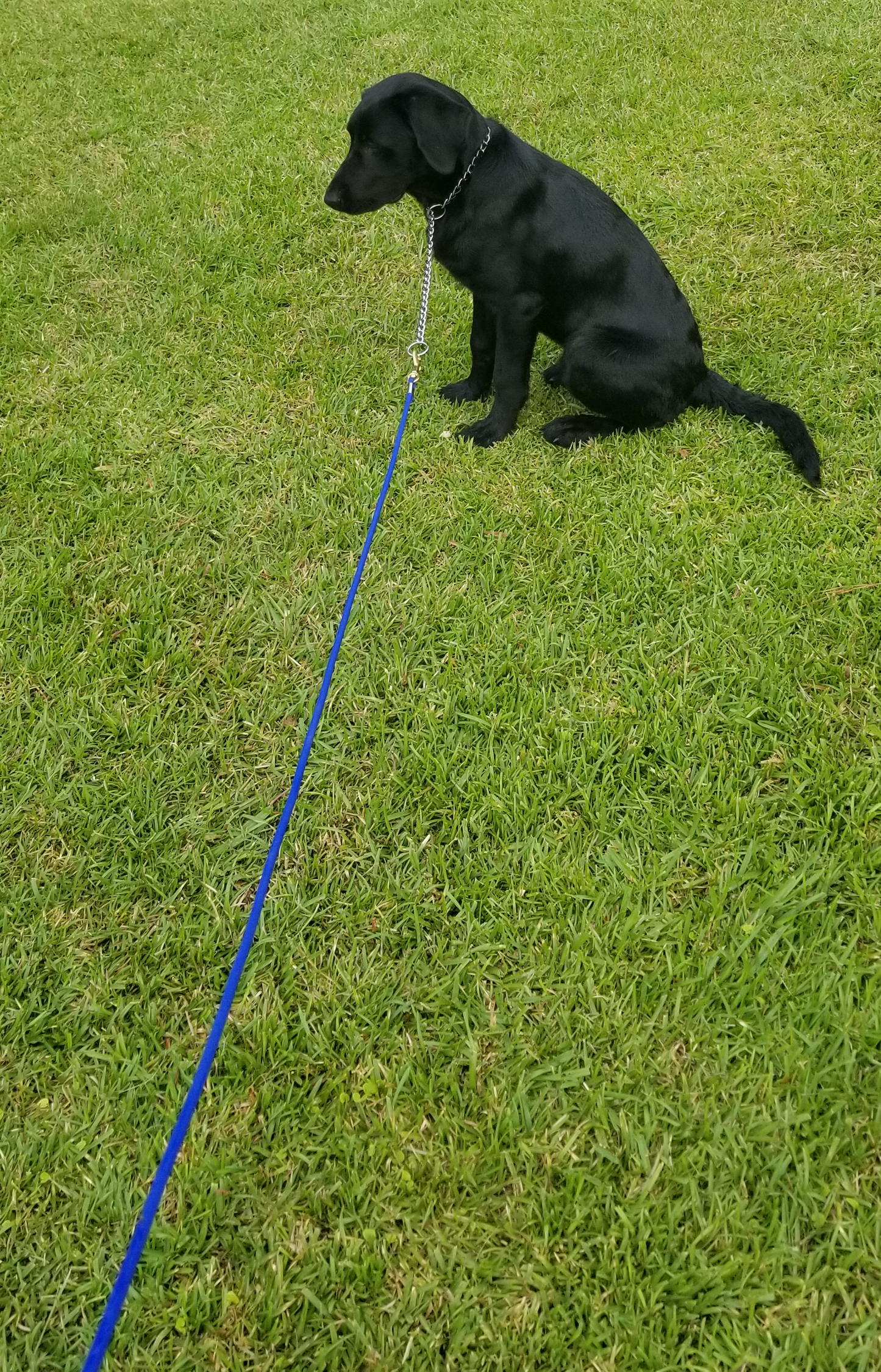 Training lead