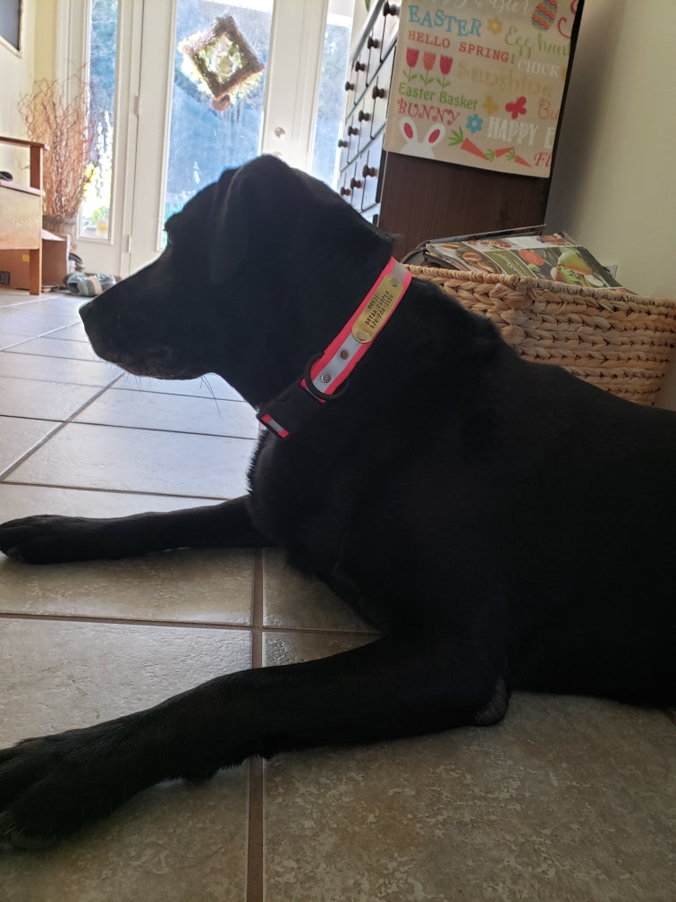 Reflective Adjustable Collar